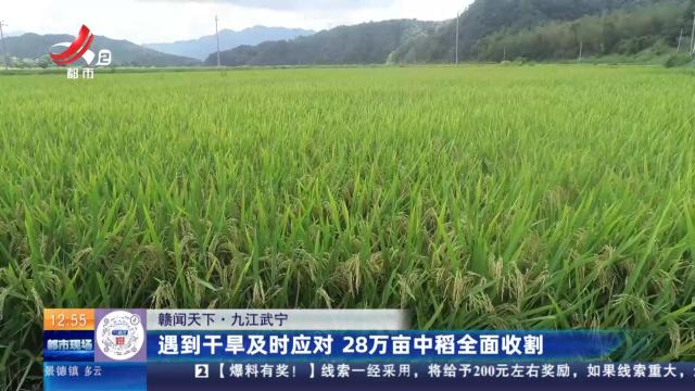 【赣闻天下】九江武宁：遇到干旱及时应对 28万亩中稻全面收割
