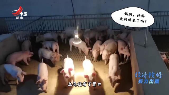 双胞胎集团：让中国制造在国际市场上更有话语权