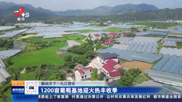 【赣闻天下】九江德安：1200亩葡萄基地迎火热丰收季