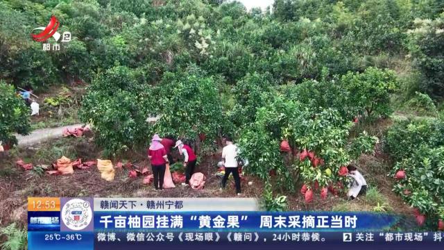 【赣闻天下】赣州宁都：千亩柚园挂满“黄金果” 周末采摘正当时