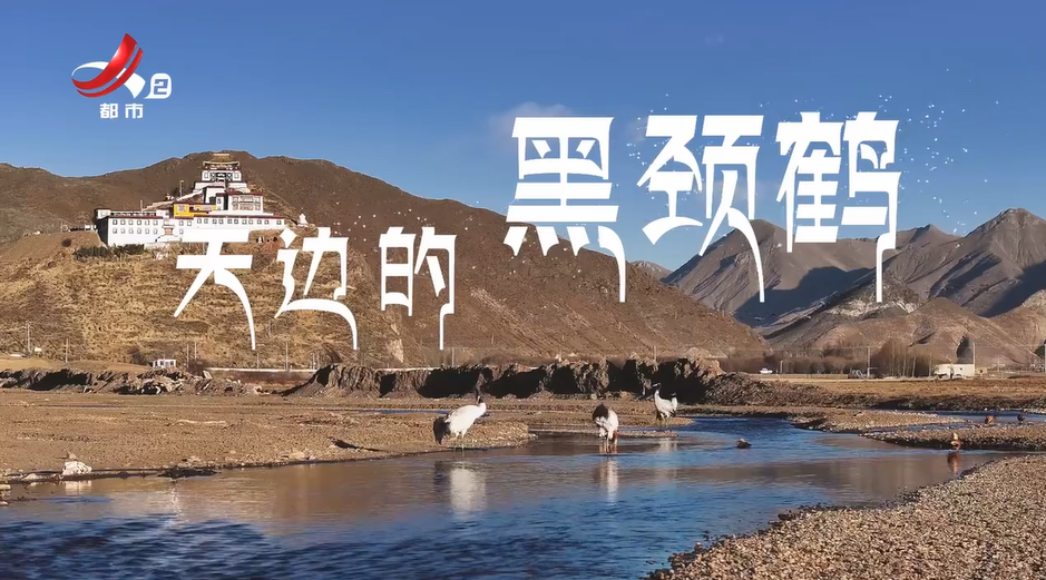 天边的黑颈鹤
