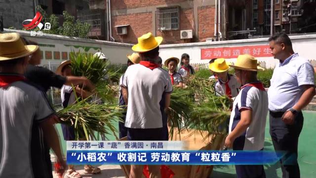 【开学第一课“蔬”香满园】南昌：“小稻农”收割记 劳动教育“粒粒香”