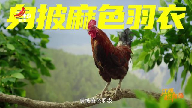 江西超有品——抚州·崇仁麻鸡