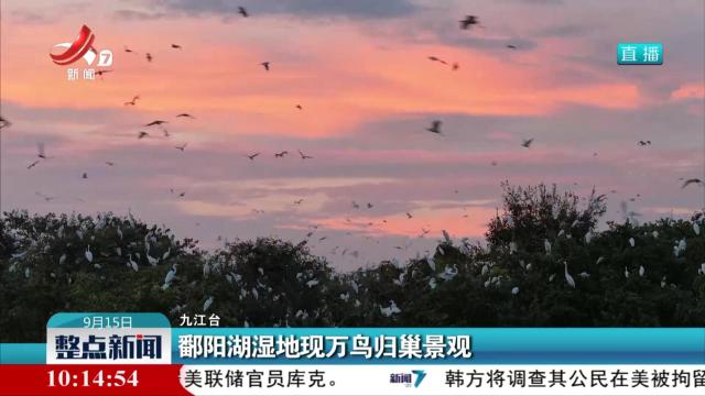 鄱阳湖湿地现万鸟归巢景观