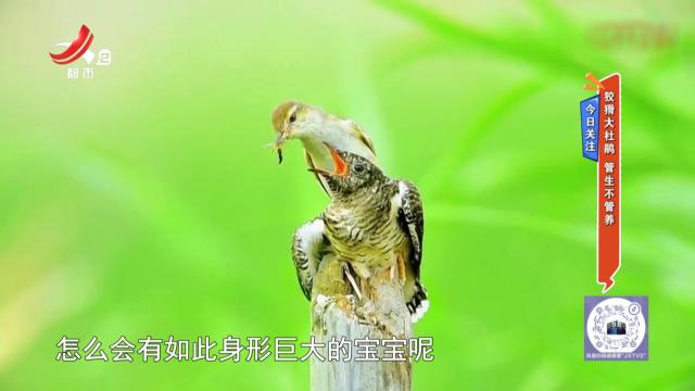 今日关注：狡猾大杜鹃 管生不管养