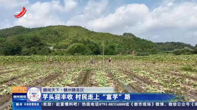 【赣闻天下】赣州赣县区：芋头迎丰收 村民走上“富芋”路