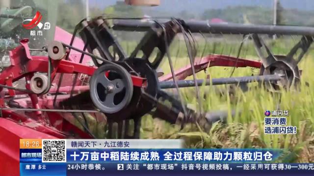 【赣闻天下】九江德安：十万亩中稻陆续成熟 全过程保障助力颗粒归仓