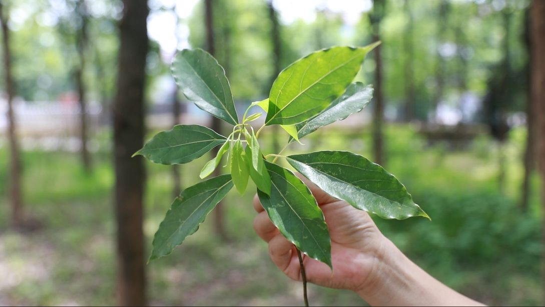 【一片樟叶 香飘全球】这座小城承包你的每一种香
