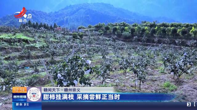 【赣闻天下】赣州崇义：甜柿挂满枝 采摘尝鲜正当时