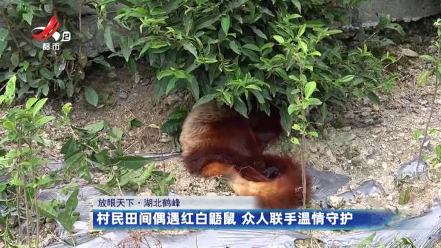 【放眼天下】湖北鹤峰：村民田间偶遇红白鼯鼠 众人联手温情守护