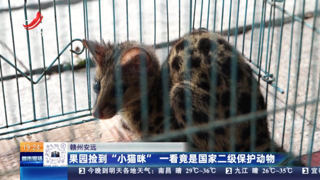 赣州安远：果园捡到“小猫咪” 一看竟是国家二级保护动物