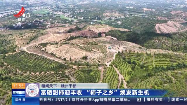 【赣闻天下】赣州于都：富硒甜柿迎丰收 “柿子之乡”焕发新生机
