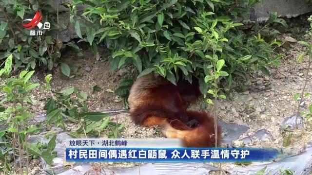 【放眼天下】湖北鹤峰：村民田间偶遇红白鼯鼠 众人联手温情守护