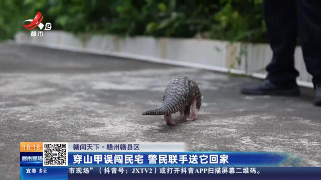 【赣闻天下】赣州赣县区：穿山甲误闯民宅 警民联手送它回家