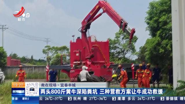 【救在现场】宜春丰城：两头800斤黄牛深陷粪坑 三种营救方案让牛成功救援