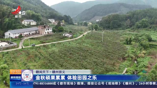 【赣闻天下】赣州崇义：金秋硕果累累 体验田园之乐
