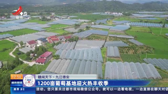 【赣闻天下】九江德安：1200亩葡萄基地迎火热丰收季