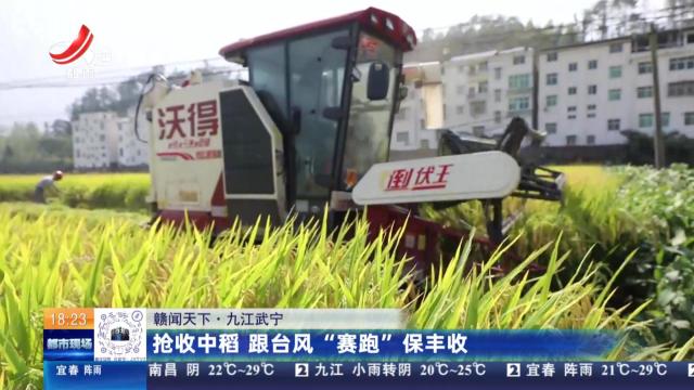 【赣闻天下】九江武宁：抢收中稻 跟台风“赛跑”保丰收