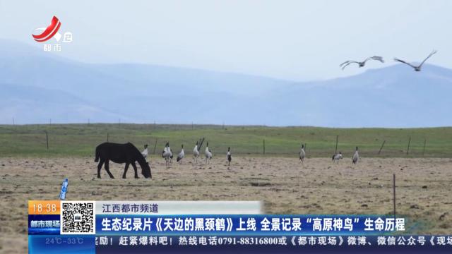 【江西都市频道】生态纪录片《天边的黑颈鹤》上线 全景记录“高原神鸟”生命历程
