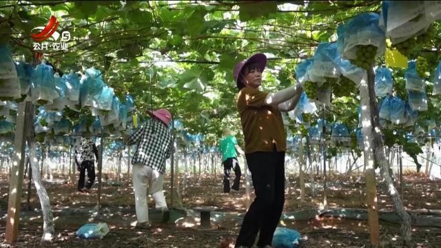 稻花香里20250903 乡村振兴进行时——阳光玫瑰也控糖减重