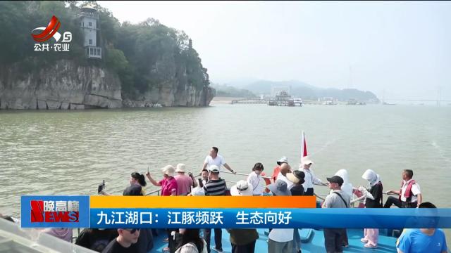 九江湖口：江豚频跃 生态向好