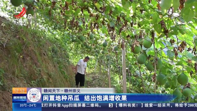 【赣闻天下】赣州崇义：闲置地种吊瓜 结出饱满增收果