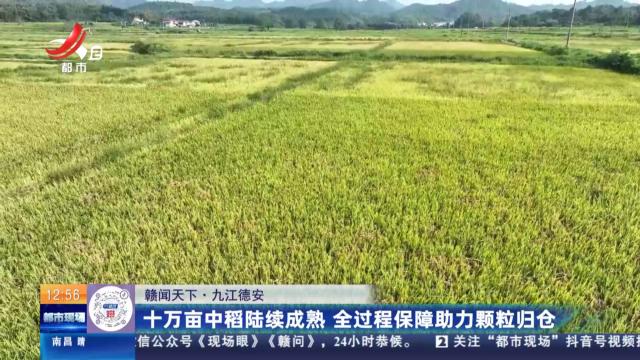 【赣闻天下】九江德安：十万亩中稻陆续成熟 全过程保障助力颗粒归仓