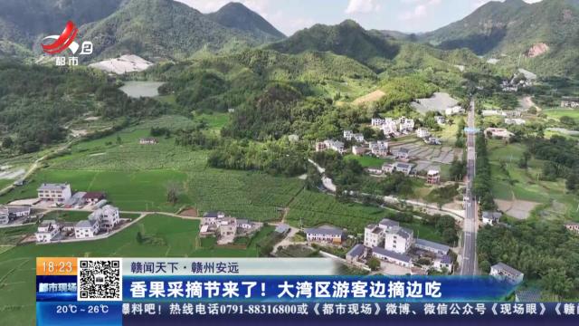 【赣闻天下】赣州安远：香果采摘节来了！ 大湾区游客边摘边吃