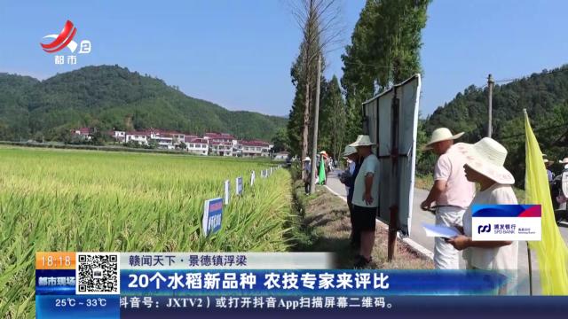 【赣闻天下】景德镇浮梁：20个水稻新品种 农技专家来评比