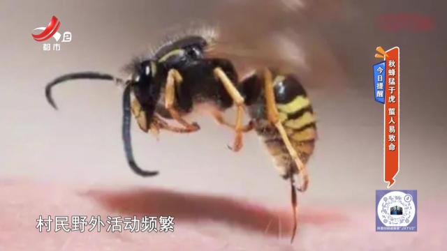 今日提醒：秋蜂猛于虎 蜇人易致命