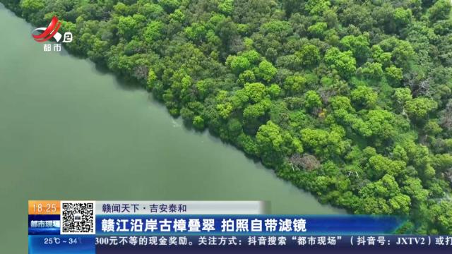 【赣闻天下】吉安泰和：赣江沿岸古樟叠翠 拍照自带滤镜
