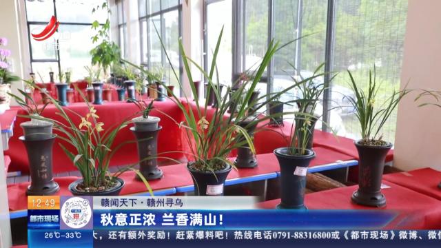 【赣闻天下】赣州寻乌：秋意正浓 兰香满山！