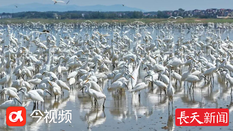 近3万只白鹭齐聚鄱阳湖