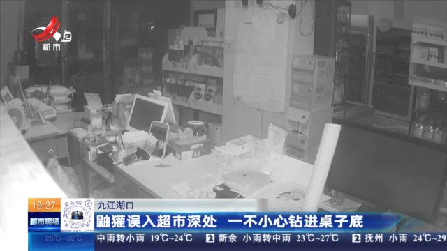 九江湖口：鼬獾误入超市深处 一不小心钻进桌子底