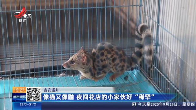 吉安遂川：像猫又像鼬 夜闯花店的小家伙好“稀罕”