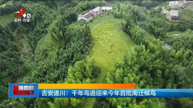吉安遂川：千年鸟道迎来今年首批南迁候鸟