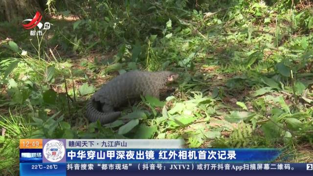 【赣闻天下】九江庐山：中华穿山甲深夜出镜 红外相机首次记录