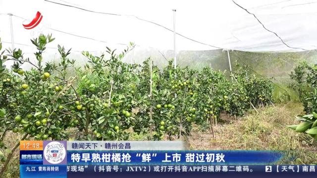 【赣闻天下】赣州会昌：特早熟柑橘抢“鲜”上市 甜过初秋