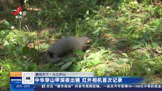 【赣闻天下】九江庐山：中华穿山甲深夜出镜 红外相机首次记录