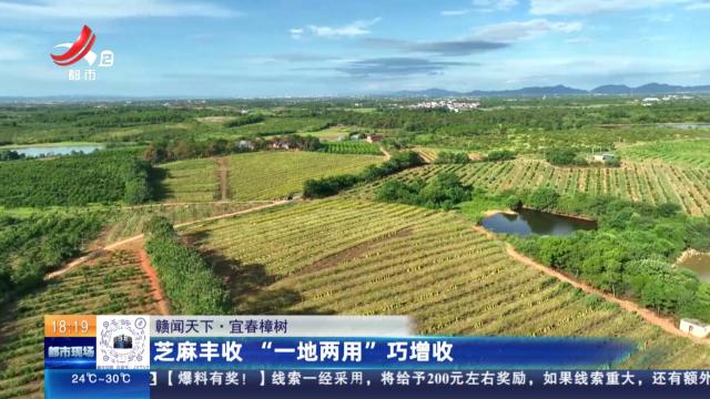 【赣闻天下】宜春樟树：芝麻丰收“一地两用”巧增收