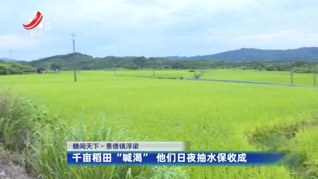 【赣闻天下】景德镇浮梁：千亩稻田“喊渴” 他们日夜抽水保收成