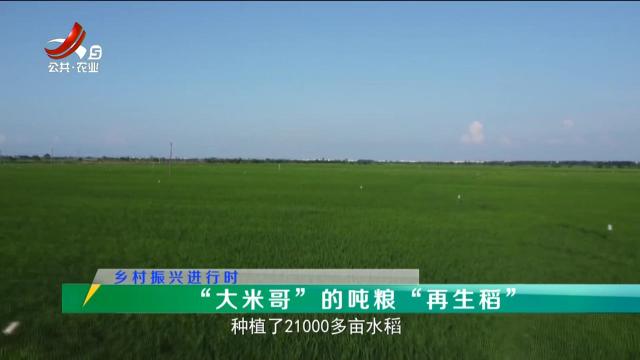 稻花香里20250916 乡村振兴进行时——“大米哥”的吨粮“再生稻”