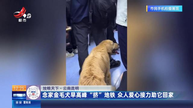 【放眼天下】云南昆明：念家金毛犬早高峰“挤”地铁 众人爱心接力助它回家