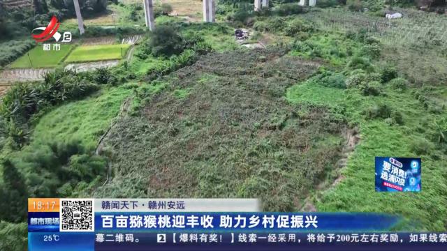 【赣闻天下】赣州安远：百亩猕猴桃迎丰收 助力乡村促振兴
