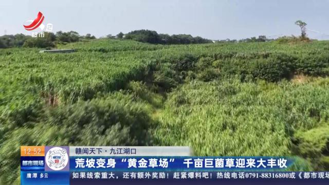 【赣闻天下】九江湖口：荒坡变身“黄金草场” 千亩巨菌草迎来大丰收