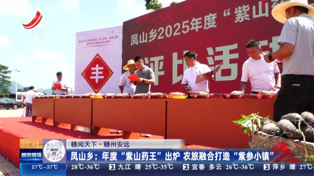 赣州安远：凤山乡：年度“紫山药王”出炉 农旅融合打造“紫参小镇”