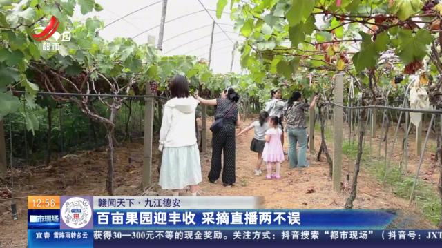 【赣闻天下】九江德安：百亩果园迎丰收 采摘直播两不误