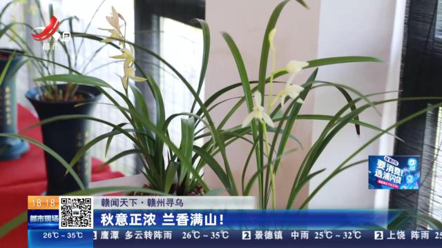 【赣闻天下】赣州寻乌：秋意正浓 兰香满山！