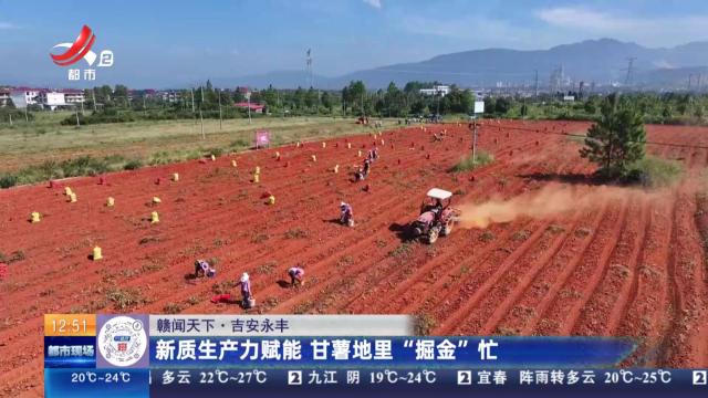 【赣闻天下】吉安永丰：新质生产力赋能 甘薯地里“掘金”忙