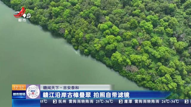【赣闻天下】吉安泰和：赣江沿岸古樟叠翠 拍照自带滤镜